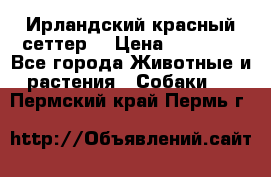 Ирландский красный сеттер. › Цена ­ 30 000 - Все города Животные и растения » Собаки   . Пермский край,Пермь г.